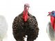 Why we eat turkey at Christmas Silver MAgazine www.silvermagazine.co.uk