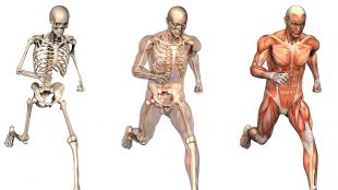 Good musculoskeletal health - bones muscles and joints - Dr Max on Silver Magazine www.silvermagazine.co.uk