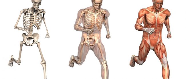 Good musculoskeletal health - bones muscles and joints - Dr Max on Silver Magazine www.silvermagazine.co.uk