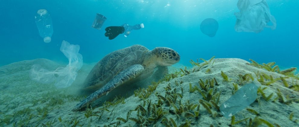 How to save the oceans - article on Silver Magazine www.silvermagazine.co.uk