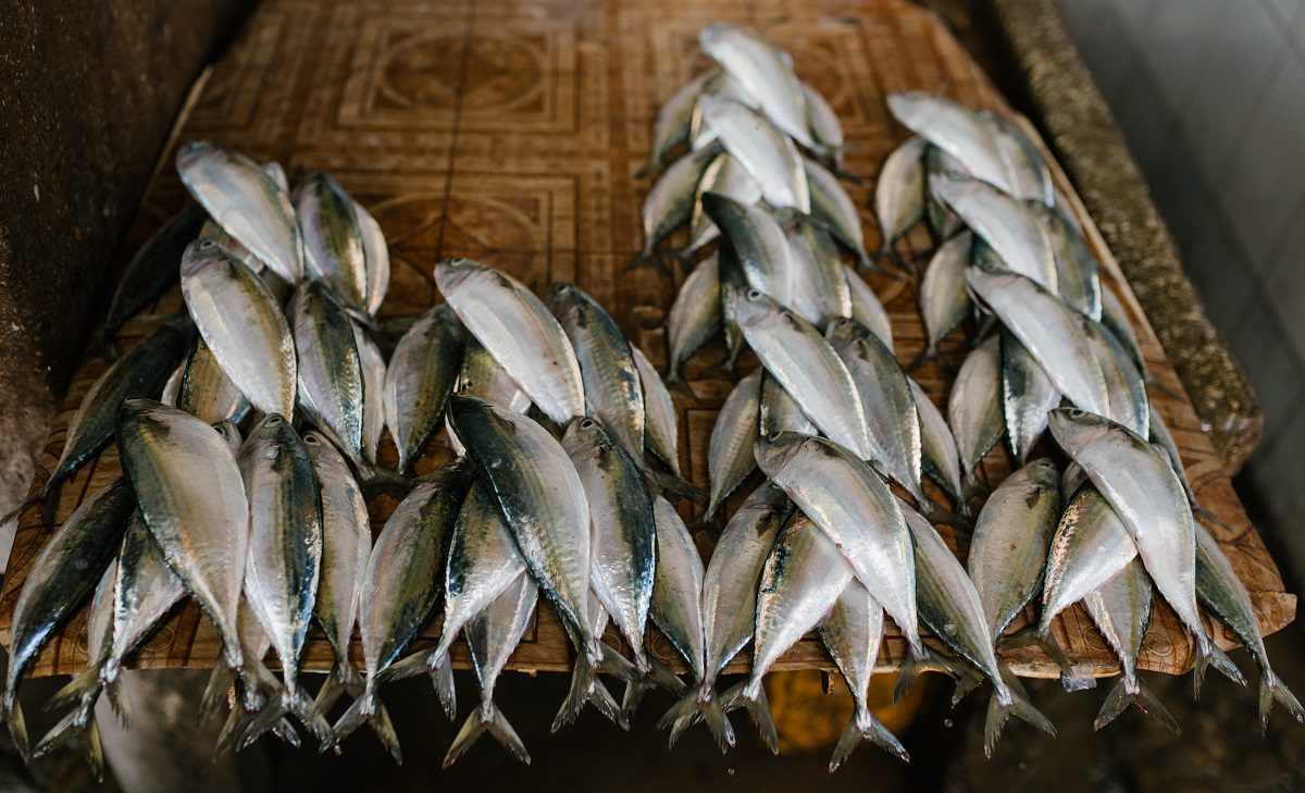 Sustainable fish stocks save the ocean Silver Magazine www.silvermagazine.co.uk