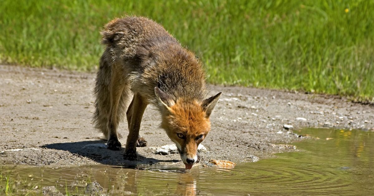 It's so hot. How to help wild animals in the drought