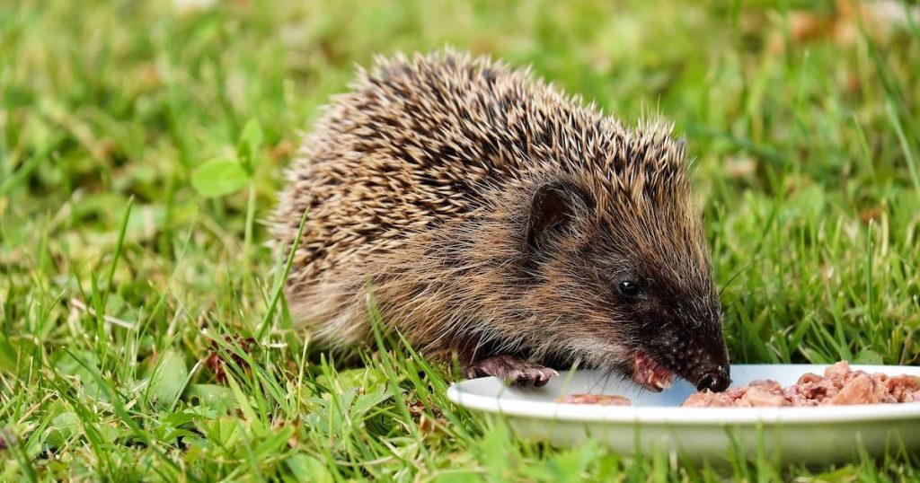 feed hedgehogs meaty pet food and other tips for wildlife in the heat on silver - www.silvermagazine.co.uk.jpg