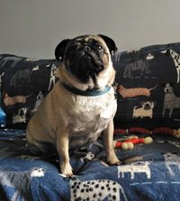 Image shows pug dog sitting on a sofa 