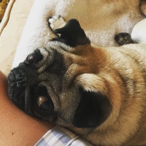 Picture of Alice the pug restng her snout on Sam's leg - article on Silver Magazine about being single