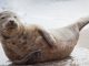 Grey seal pups record number of pups Norfolk - Silver Magazine