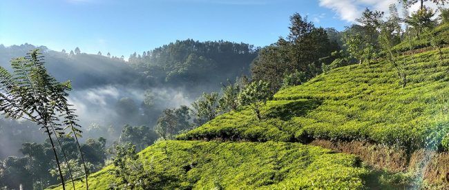 View of Pekoe Trail in Sri Lankan Hills. Lush mountains and walking trail