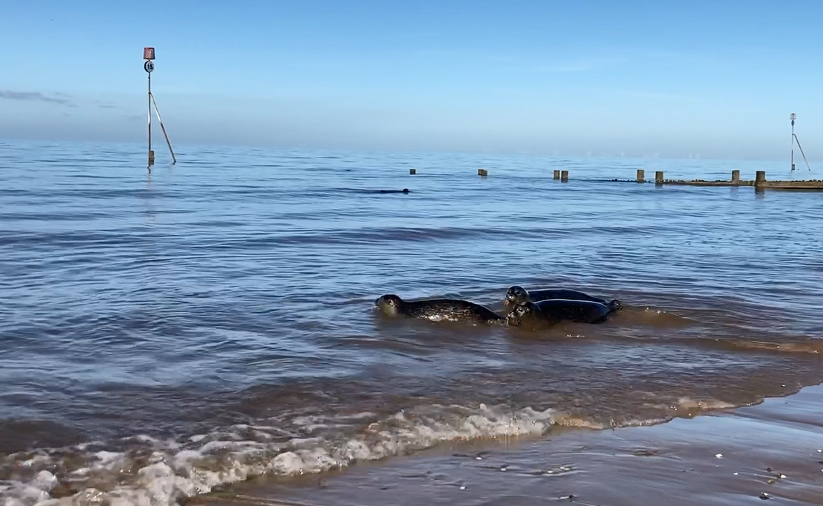 seal pups being released into the sea at norfolk from hunstanton sea life centre