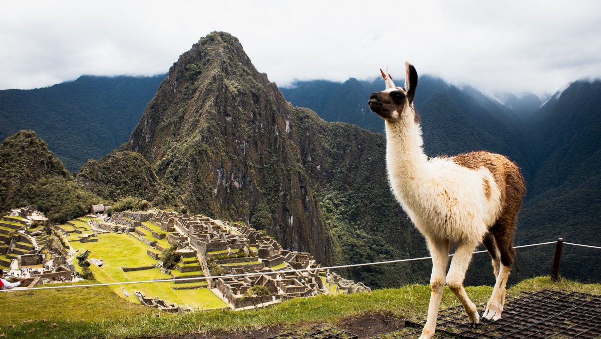 Image shows llama in the foreground, and behind it Machu Picchu laid out further down the mountain