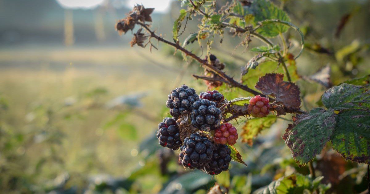 Ripe blackberries hanging from a bush