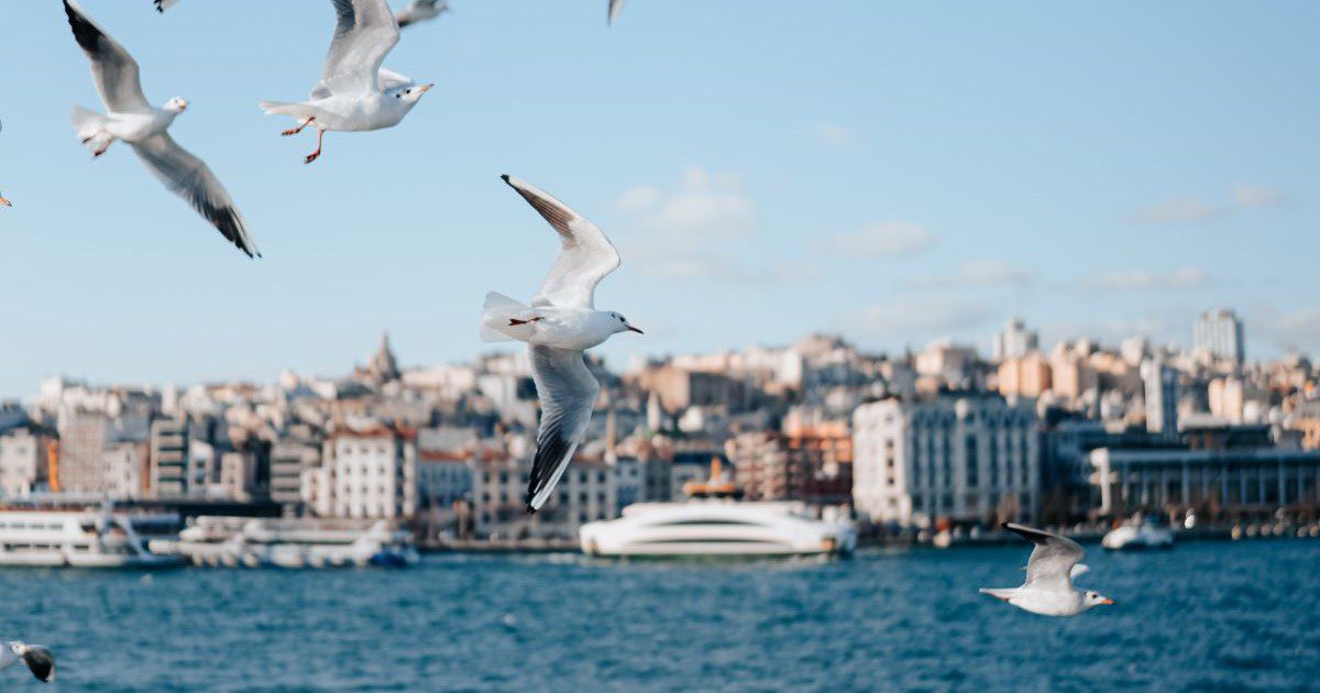 Image of seagulls flying over a coastal city.