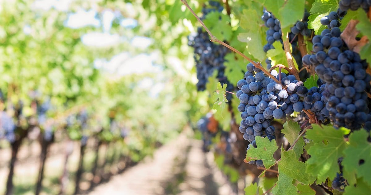 Close up of grapes hanging off vines. The vineyard stretches out into the background of image.