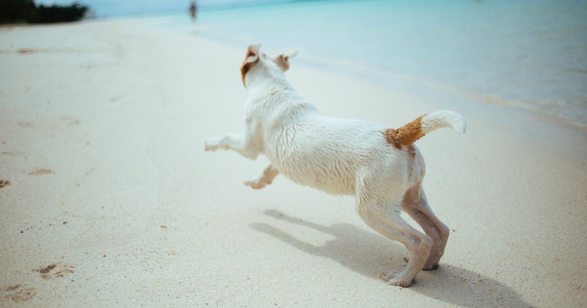 A small white and brown terrier dog running along a white beach, with a person in the distance.